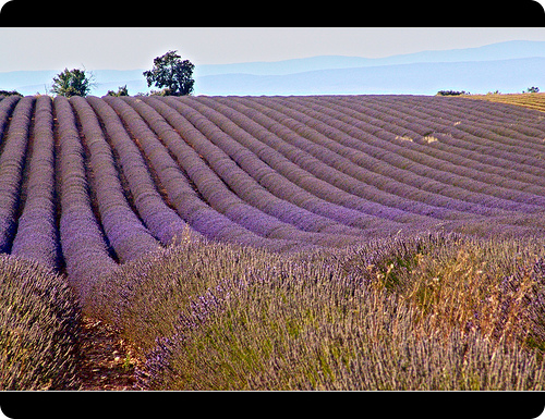 Krizantém: ha ezekre figyelsz, tele lesz virággal