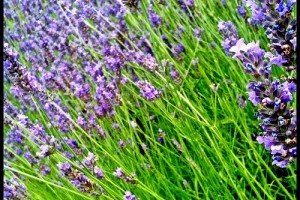 A levendula múltja és jelene - 2. rész