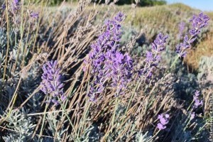 Levendula metszése ősszel, így lesz meseszép