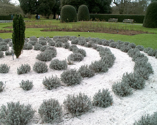 Krizantém: ha ezekre figyelsz, tele lesz virággal