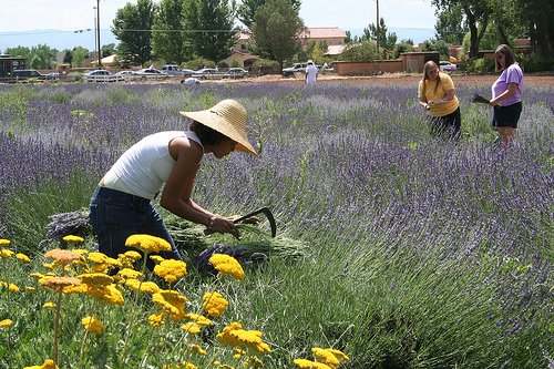 Hogyan használhatjuk fel a sokoldalú levendulát? - 1. rész