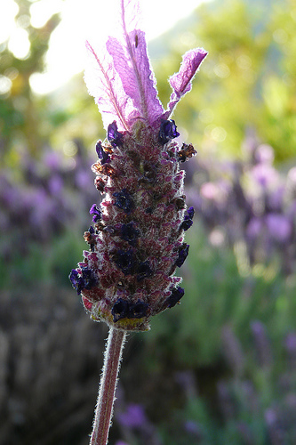 A levendula gyógyászati használata - 2. rész