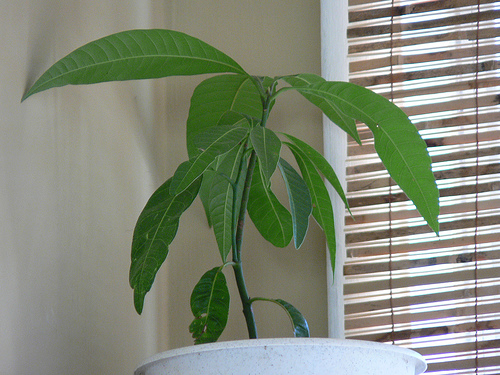 Mit kell tudni a mangó termesztéséről? - 3. rész