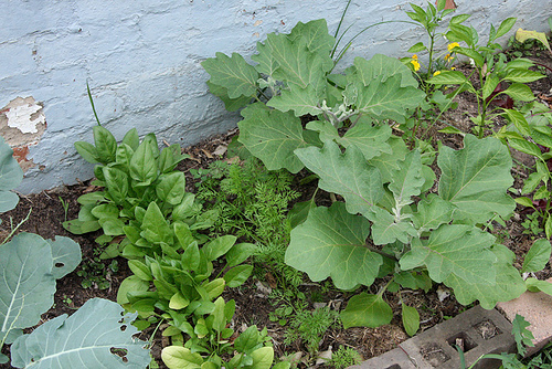 Permakultúrában használatos növények