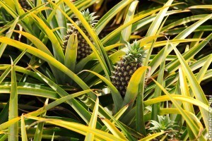 Az ananász (Ananas comosus) ültetése, gondozása - 1. rész