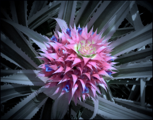 Az ananász (Ananas comosus) termesztése - 2. rész