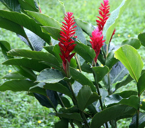 Hogyan termesszünk banánt? - 1. rész