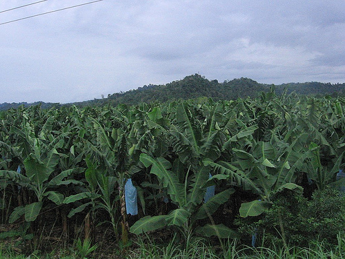 Hogyan termesszünk banánt? - 2. rész