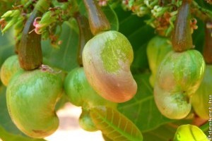 Kesudió fa: a homokos talajt nagyon szereti