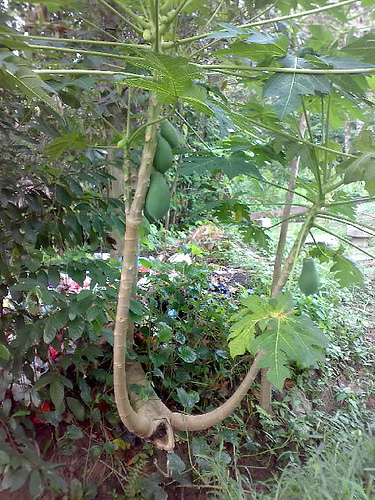 Hogyan legyen egész évben friss papajánk? - 2. rész