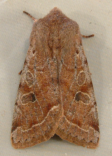 Krizantém: ha ezekre figyelsz, tele lesz virággal