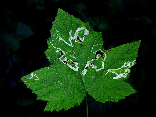 Hogyan védjük meg fáinkat a levélaknázóktól?