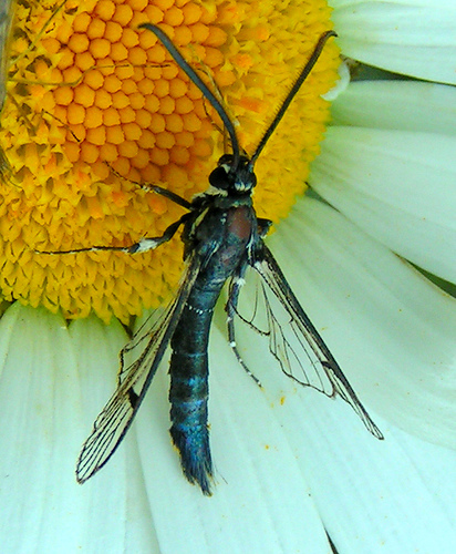 Mit kell tudni a barackfa molyról (Synanthedon exitiosa)?