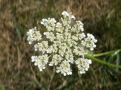 Miért veszélyes az erdei turbolya (Anthriscus sylestris)?