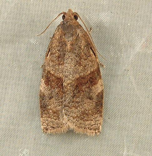 Az Archips argyrospilus és az Archips rosanus sodrómolyok - 1. rész