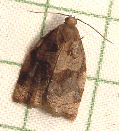 Az Archips argyrospilus és az Archips rosanus sodrómolyok - 2. rész