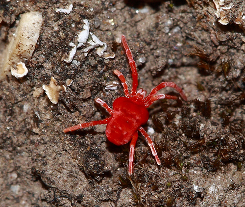 Mit tehetünk a piros gyümölcsfa takácsatkák ellen? - 1. rész