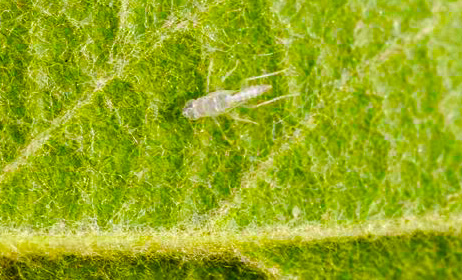 Ismerjük meg a Typhlocyba pomaria kabócát!