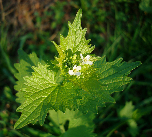 Mit kell tudni a kányazsomborról (Alliaria petiolata)?