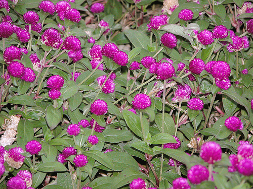 Krizantém: ha ezekre figyelsz, tele lesz virággal