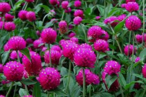 Miért annyira kedvelt virág a bíborka (Gomphrena globosa)?