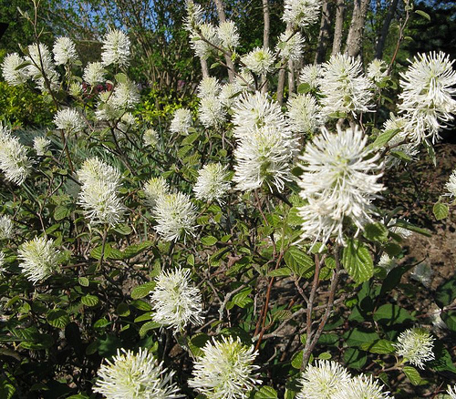 Ismerjük meg a Fothergilla gardenii bóbitacserjét!