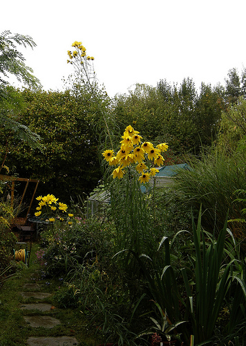Ismerjük meg a dekoratív fűzlevelű napraforgót!