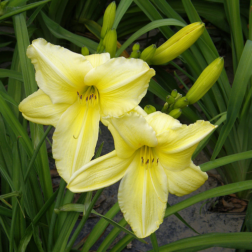 Amit a ˝Happy Returns˝ sásliliomról tudni kell