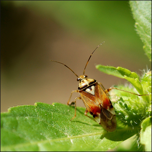 Hogyan harcoljunk a poloskák ellen?