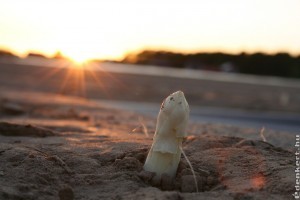 Spárga termesztése: sokkal könnyebb, mint hinnéd!