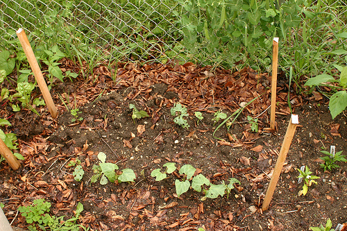 Hogyan termesszünk limababot (Phaselous limensis)?