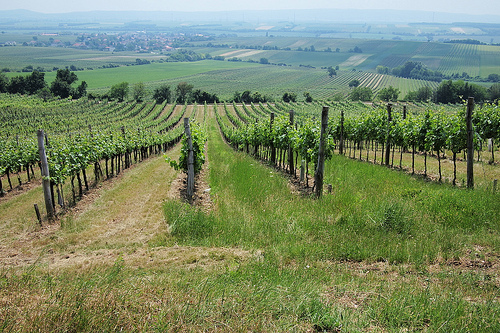 Krizantém: ha ezekre figyelsz, tele lesz virággal
