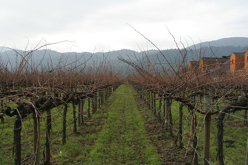 Krizantém: ha ezekre figyelsz, tele lesz virággal