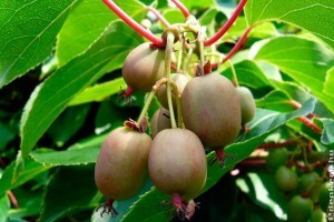 Kopasz kivi ültetése, gondozása, metszése: így lesz édes, bőséges termés