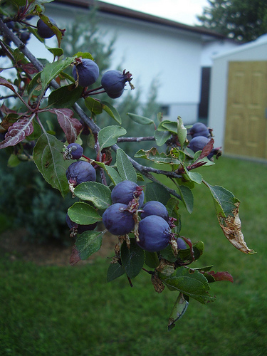 Az égerlevelű fanyarka termesztése - 1. rész