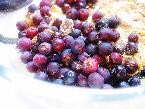 Az égerlevelű fanyarka termesztése - 2. rész