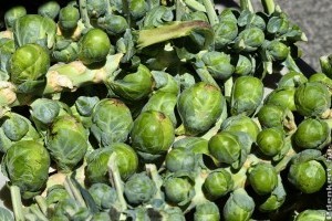 Kelbimbó termesztése: ezeket jó, ha tudod!