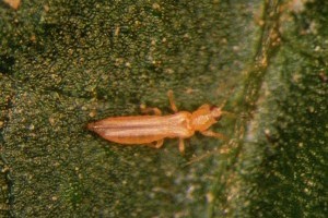 Mit kell tudni a nyugati virágtripszről (Frankliniella occidentalis)?