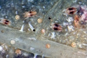 Takácsatkák az almafán: ezek a jelei