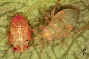 Milyen kártevő a Campylomma?