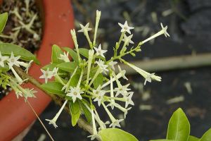 Különleges növények - 1. rész