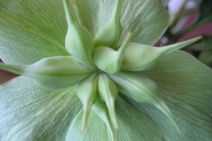 Különleges növények - 2. rész