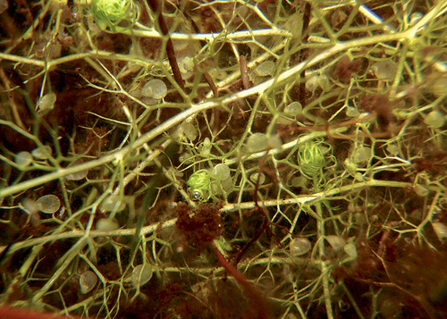 Krizantém: ha ezekre figyelsz, tele lesz virággal