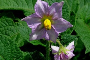 Különleges növények - 3. rész