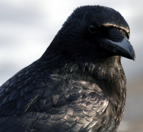 A 15 legokosabbnak tartott állat - 2. rész