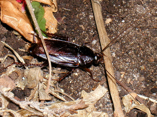 Védjük meg magunkat a konyhai csótánytól! - 1. rész