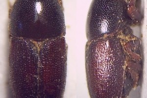 Mit tegyünk a kis kéregszú (Scolytus rugulosus) ellen?