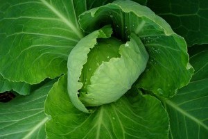 Honnan tudjuk, hogy mikor értek a zöldségek? - 2. rész