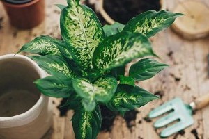 Erre nagyon érzékeny a buzogányvirág (Dieffenbachia)