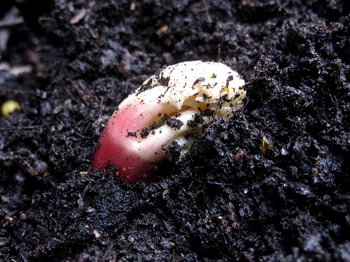 Mit kell tudni a rebarbara használatáról? - 2. rész